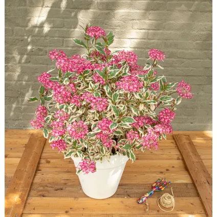 Hydrangea 'Euphorbia Roze' - Set van 2 - Hortensia - ⌀19cm - Hoogte 40-50 cm 5