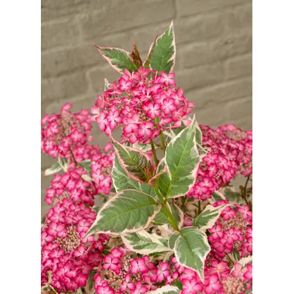 Hydrangea 'Euphorbia Roze' - Set van 2 - Hortensia - ⌀19cm - Hoogte 40-50 cm 6
