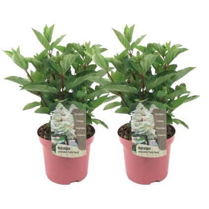 Hydrangea paniculata Early Harry - Set van 2 -Hortensia -Pot 19cm Hoogte 25-40cm
