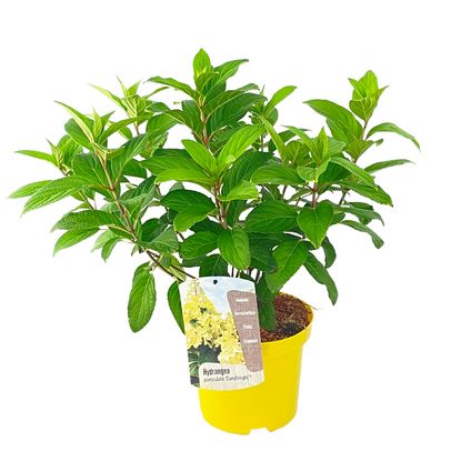 Hydrangea paniculata Candlelight - Hortensia - Pot 19cm - Hoogte 25-40cm