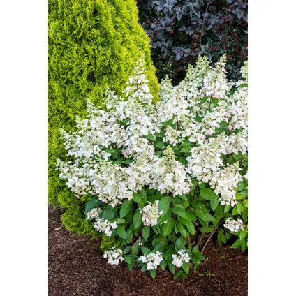 Hydrangea paniculata Candlelight - Hortensia - Pot 19cm - Hoogte 25-40cm 6