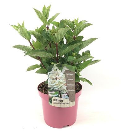 Hydrangea paniculata Early Harry - Pluimhortesia - Pot 19cm - Hoogte 25-40cm