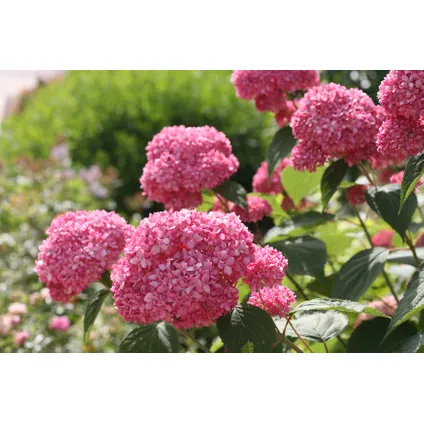 Hydrangea 'Pink Annabelle' - Hortensia - Roze - Potmaat 19 cm - Hoogte 40-50 cm 2