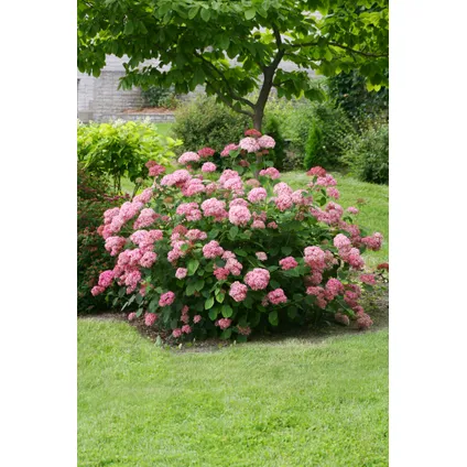 Hydrangea 'Pink Annabelle' - Hortensia - Roze - Potmaat 19 cm - Hoogte 40-50 cm 4