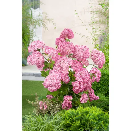 Hydrangea 'Pink Annabelle' - Hortensia - Roze - Potmaat 19 cm - Hoogte 40-50 cm 5