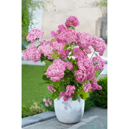 Hydrangea 'Pink Annabelle' - Hortensia - Roze - Potmaat 19 cm - Hoogte 40-50 cm 6