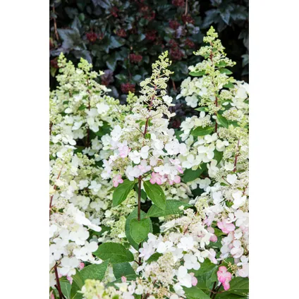 Hydrangea paniculata Candlelight - Hortensia - 2 stuks - ⌀19cm - Hoogte 25-40cm 3