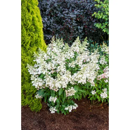 Hydrangea paniculata Candlelight - Hortensia - 2 stuks - ⌀19cm - Hoogte 25-40cm 4