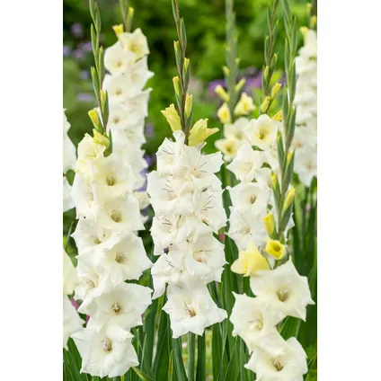 Gladiolus 'Glamini Amber' Mini-gladiool - Set van 21 - Tuinbloemen - Wit 3