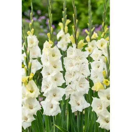 Gladiolus 'Glamini Amber' Mini-gladiool - Set van 21 - Tuinbloemen - Wit 4