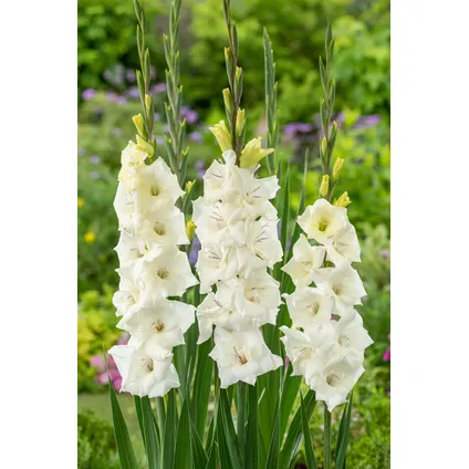 Gladiolus 'Glamini Amber' Mini-gladiool - Set van 21 - Tuinbloemen - Wit 5