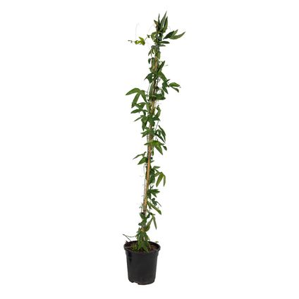 Passiflora 'Constance Elliot' XL ​​- Passiebloem - ⌀17cm - Hoogte 110-120cm