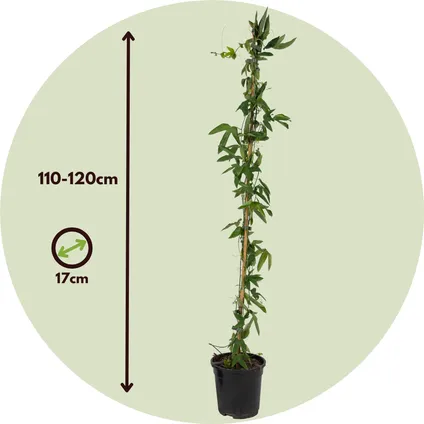 Passiflora 'Constance Elliot' XL ​​- Passiebloem - ⌀17cm - Hoogte 110-120cm 2