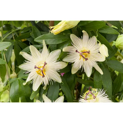 Passiflora 'Constance Elliot' XL ​​- Passiebloem - ⌀17cm - Hoogte 110-120cm 3