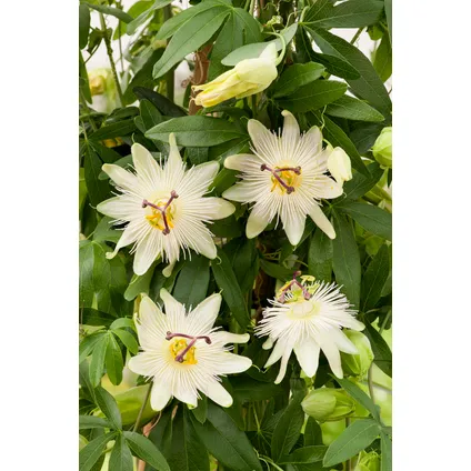 Passiflora 'Constance Elliot' XL ​​- Passiebloem - ⌀17cm - Hoogte 110-120cm 4