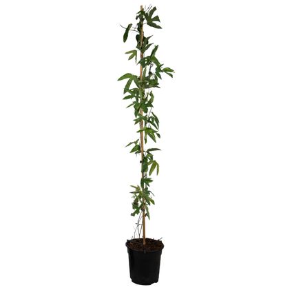 Passiflora 'Victoria' XL ​​- Passiebloem - Violacea - ⌀17cm - Hoogte 110-120cm