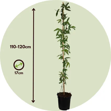 Passiflora 'Victoria' XL ​​- Passiebloem - Violacea - ⌀17cm - Hoogte 110-120cm 2
