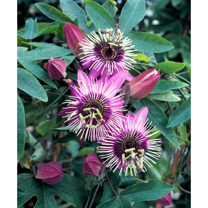 Passiflora 'Victoria' XL ​​- Passiebloem - Violacea - ⌀17cm - Hoogte 110-120cm 3