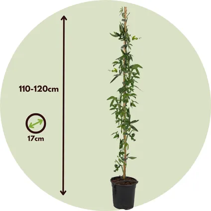 Passiflora 'Caerulea' XL - 2 stuks - Passiebloem - ⌀17 cm - H120 cm 2