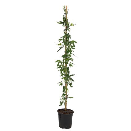 Passiflora 'Caerulea' XL - Passiebloem - Klimplant - ⌀17 cm - Hoogte 110-120 cm