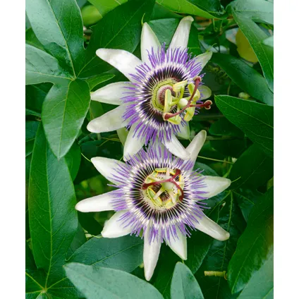 Passiflora 'Caerulea' XL - Passiebloem - Klimplant - ⌀17 cm - Hoogte 110-120 cm 3