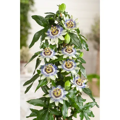 Passiflora 'Caerulea' XL - Passiebloem - Klimplant - ⌀17 cm - Hoogte 110-120 cm 4