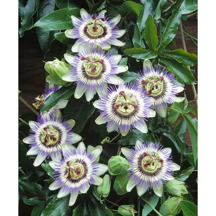 Passiflora 'Caerulea' XL - Passiebloem - Klimplant - ⌀17 cm - Hoogte 110-120 cm 6