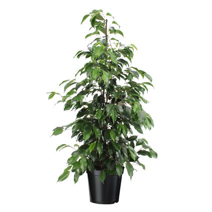 Ficus benjamina 'Danielle' - Plante d'appartement - Pot 21cm - Hauteur 100-110cm
