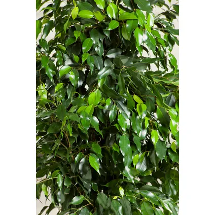 Ficus benjamina 'Danielle' - Kamerplant - Pot 21cm - Hoogte 100-110cm 2