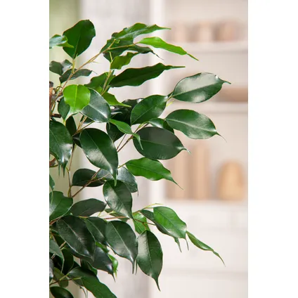 Ficus benjamina 'Danielle' - Kamerplant - Pot 21cm - Hoogte 100-110cm 3