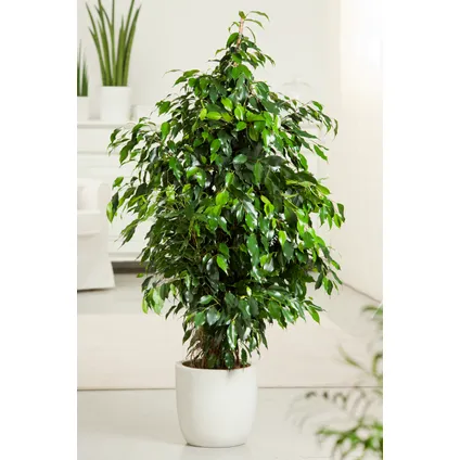 Ficus benjamina 'Danielle' - Kamerplant - Pot 21cm - Hoogte 100-110cm 4