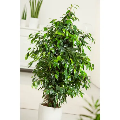 Ficus benjamina 'Danielle' - Kamerplant - Pot 21cm - Hoogte 100-110cm 5