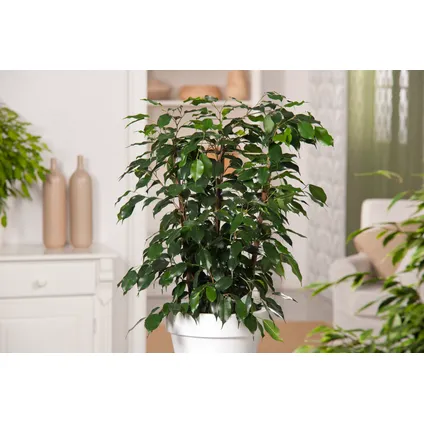 Ficus benjamina 'Danielle' - Kamerplant - Pot 21cm - Hoogte 100-110cm 6
