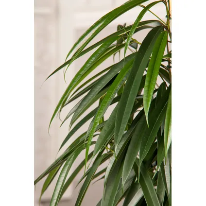 Ficus Binnendijckii Alii - Kamerplant - Pot 21cm - Hoogte 100-110cm 2