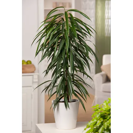 Ficus Binnendijckii Alii - Kamerplant - Pot 21cm - Hoogte 100-110cm 4