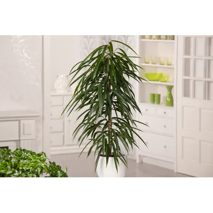 Ficus Binnendijckii Alii - Kamerplant - Pot 21cm - Hoogte 100-110cm 5