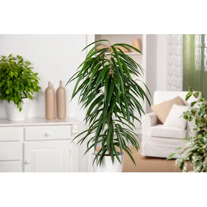 Ficus Binnendijckii Alii - Kamerplant - Pot 21cm - Hoogte 100-110cm 6