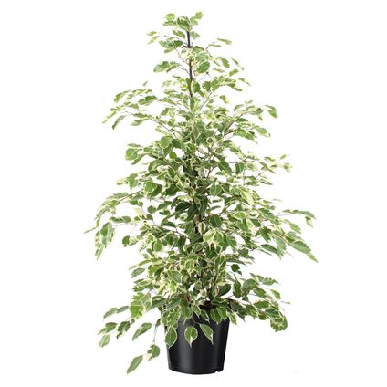 Ficus Benjamina Twilight - Kamerplant - Pot 21cm - Hoogte 100-110cm