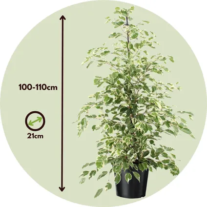 Ficus Benjamina Twilight - Kamerplant - Pot 21cm - Hoogte 100-110cm 2