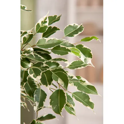 Ficus Benjamina Twilight - Kamerplant - Pot 21cm - Hoogte 100-110cm 3