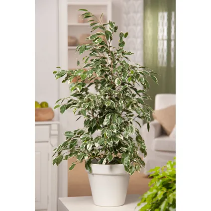 Ficus Benjamina Twilight - Kamerplant - Pot 21cm - Hoogte 100-110cm 4