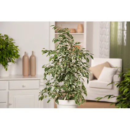 Ficus Benjamina Twilight - Kamerplant - Pot 21cm - Hoogte 100-110cm 5