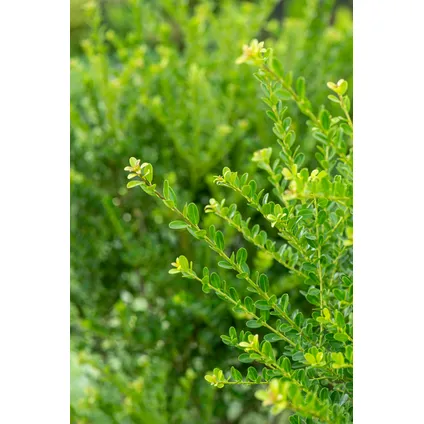 Ilex crenata 'Japanse Hulst' bolvorm - Tuinplant - ⌀17cm - Hoogte 30-40 cm 2