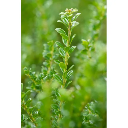 Ilex crenata 'Japanse Hulst' bolvorm - Tuinplant - ⌀17cm - Hoogte 30-40 cm 3