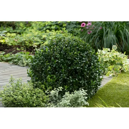 Ilex crenata 'Japanse Hulst' bolvorm - Tuinplant - ⌀17cm - Hoogte 30-40 cm 4