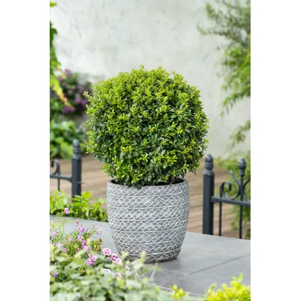 Ilex crenata 'Japanse Hulst' bolvorm - Tuinplant - ⌀17cm - Hoogte 30-40 cm 5