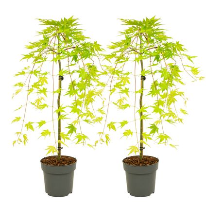 Acer palmatum 'Cascade Gold' - x2 - Japanse esdoorn - Hoogte 80-90cm - Pot 19cm