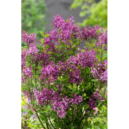 Syringa Bloomerang Dark Purple - Sering - Sierstruik - Pot 19cm - Hoogte 55-65cm 5