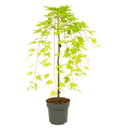 Acer palmatum 'Cascade Gold' - Japanse esdoorn - Hoogte 80-90cm - Pot 19cm