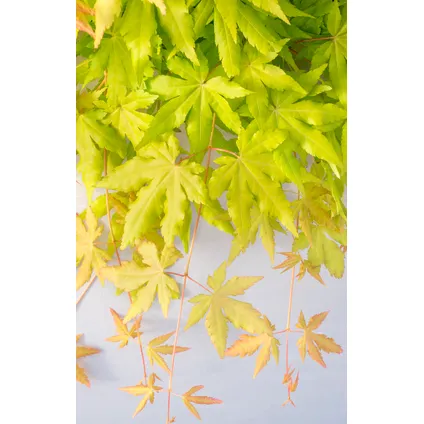 Acer palmatum 'Cascade Gold' - Japanse esdoorn - Hoogte 80-90cm - Pot 19cm 2